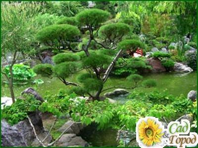 Что такое японский сад