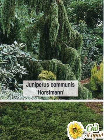   'Horstman'