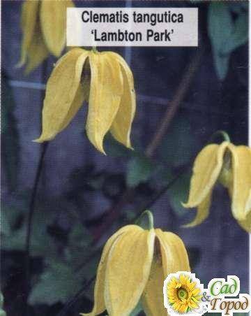   Lambton Park
