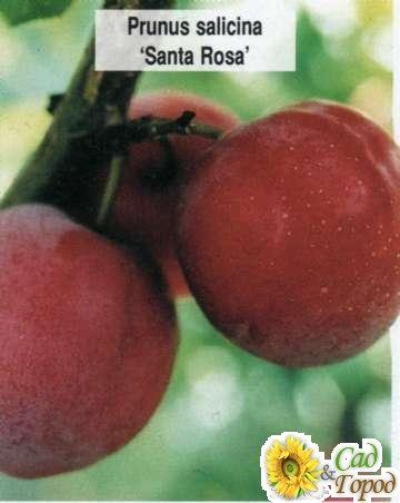   'Santa Rosa'